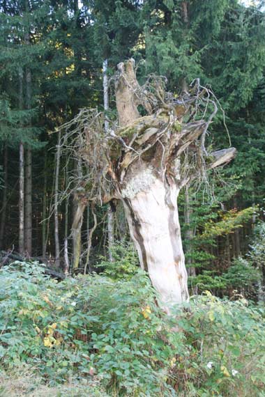 Wie sieht das Wurzelwerk eines Baumes aus, Walderlebnispfad Hündle Oberstaufen
