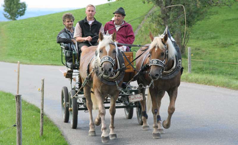 Fahrschule für Kutschen und Pferdefuhrwerke im Allgäu