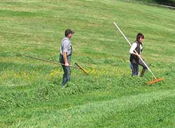 das Gras mus zusammengercht werden per Hand, da der Hang zu steil und zu nass ist - Heimenkirch 2007