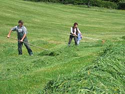 händische Wiesenarbeit da die Wiese zu feucht ist - Heimenkirch 2007