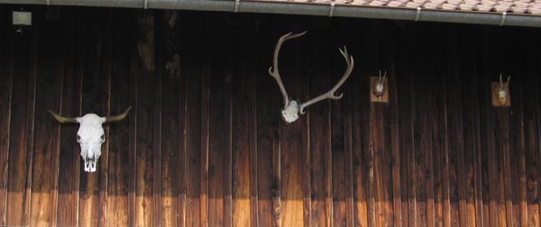 Jagderfolge Rind, Hirsch und Gais - Pferde fehlen noch! zu besichtigen an einem Bauernhof in Sulzberg (Oberallgäu)