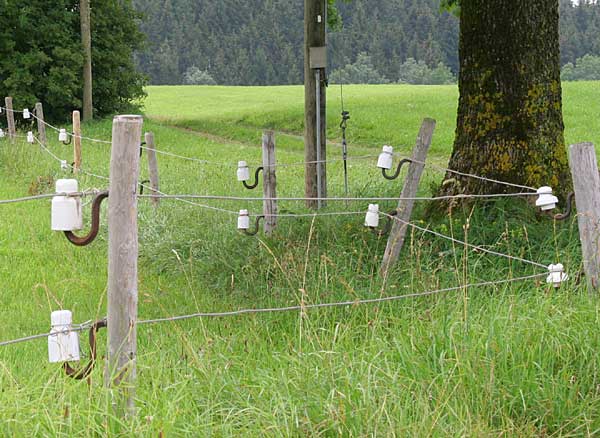 man sehe sich die Drahtstärke und die Isolatoren an - mindesten 3 kV und 100 Ampere - was müssen das für Viecher sein, die hier nicht ausbrechen sollen