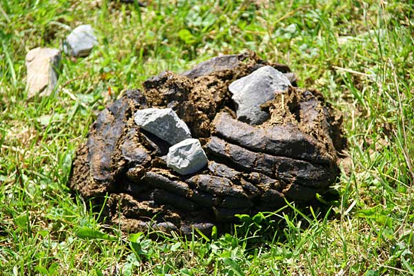 ein gelungener Scherz von einigen Kindern, hat sich auf dem Weg zur Remmelegg Alp mehrfach wiederholt - noch fressen Kühe wirklich nur Gras!