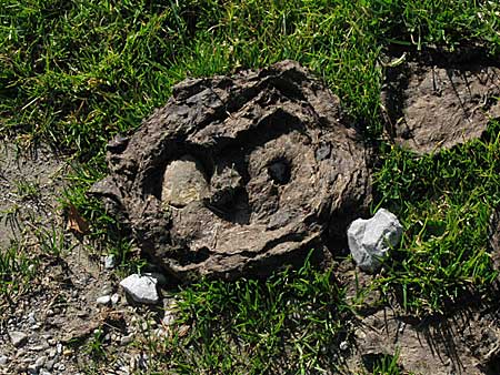 ein gelungener Scherz von einigen Kindern, hat sich auf dem Weg zur Remmelegg Alp mehrfach wiederholt - noch fressen Kühe wirklich nur Gras!