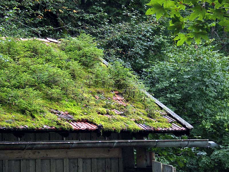 Bonsai Weihnachtsbäume, ohne Rehverbiss gedeihen Fichten recht prächtig