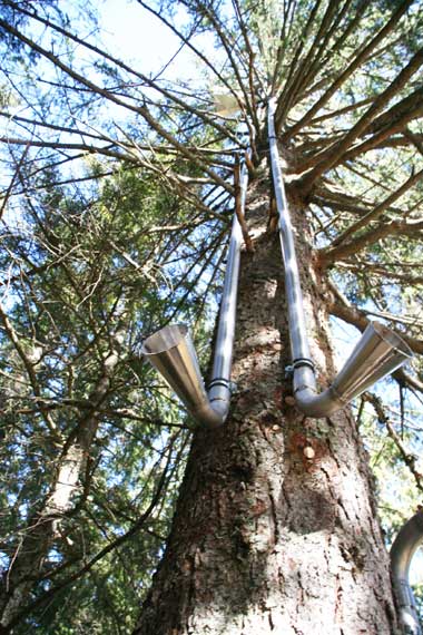 Geplant war hier, man sollte mit dem Ohr im Trichter auf die Laute der Natur lauschen - das Gegenteil ist daraus geworden: Der Echo Baum in Oberstdorf