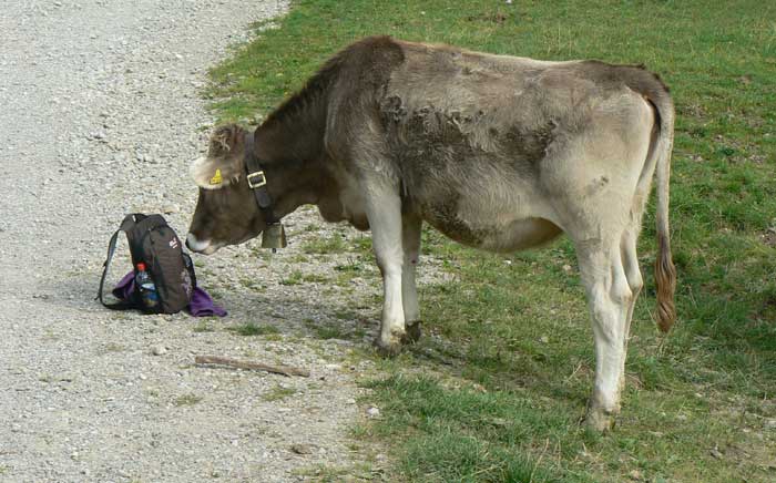 können Rucksäcke gefährlich sein - das untersuche ich jetzt - eine neugieriger Schumpen im Allgäu