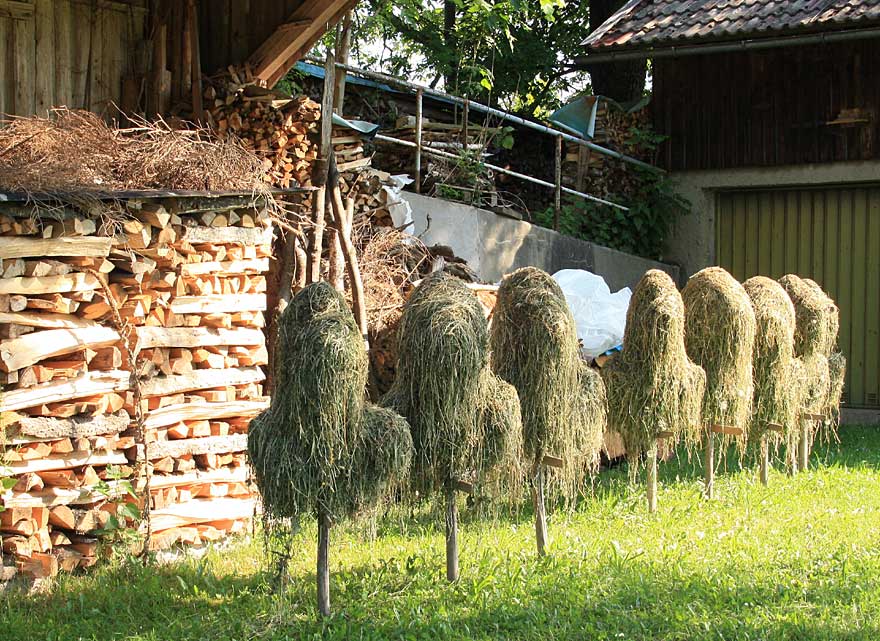 Laut Auskunft des Bauern wird dieses Bergwiesenheu speziell für einen Abnehmer in Heimenkirch prodiziert, damit seine Meerschweinchen das ganze Jahr über optimal versorgt sind (2011)