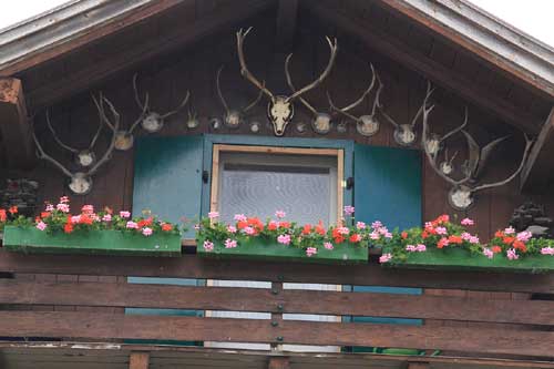 Jagderfolge Rind, Hirsch und Gais - Pferde fehlen noch! zu besichtigen an einem Bauernhof in Sulzberg (Oberallgäu)