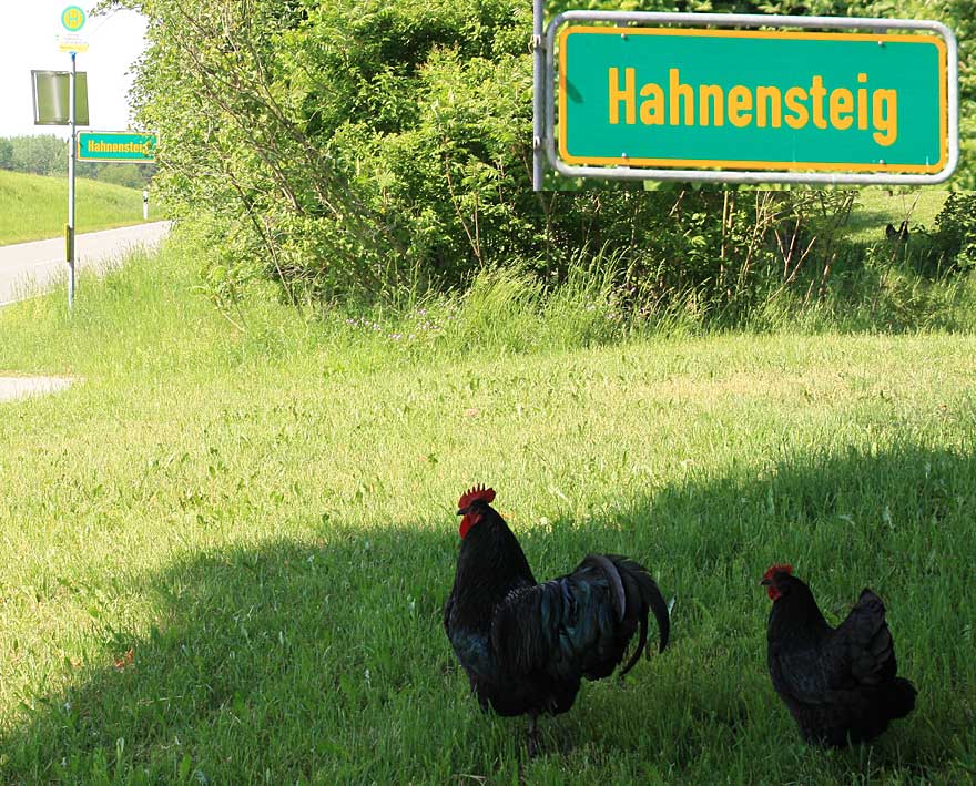 wirklich nicht gestellt - Hahn und Henne in Hahnensteig