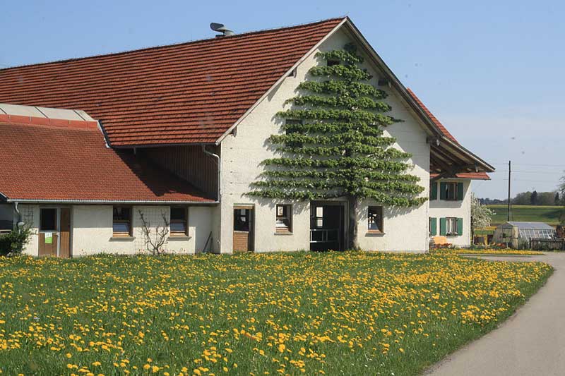 Allgäuer Bauernhof mit Spalierobst - Ein einfacher Kuhstall mit gezogenem Apfelbaum nach Bonsai-Art!