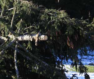 23.12.2012 - Die Spitze wurde als Weihnachtsbaum verwendet und die Strasse freigemacht - nur kommt nicht jeder Orkan immer pünktlich vor dem Fest - nur was für Glücksritter und Hazardeure