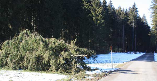 FFW Einsatz - Strasse freigeräumt - Weihnachtbaumbeschaffung der etwas anderen Art - nur kommt nicht jeder Orkan immer pünktlich vor dem Fest - nur was für Glücksritter oder Hazardeure