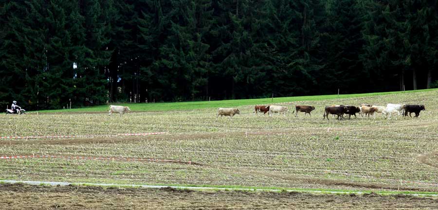 Die Herde wird von Cowboys im Allgäu in den Stall getrieben