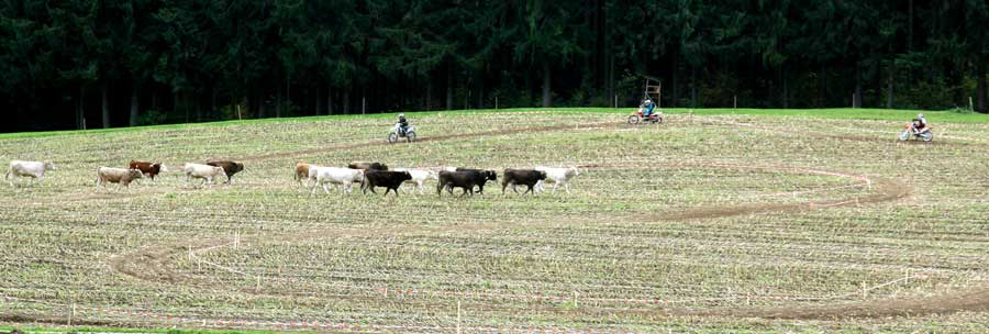 Auf 3 Rädern treiben Cownoys die Herde in den Stall im Allgäu (Heimenkirch)