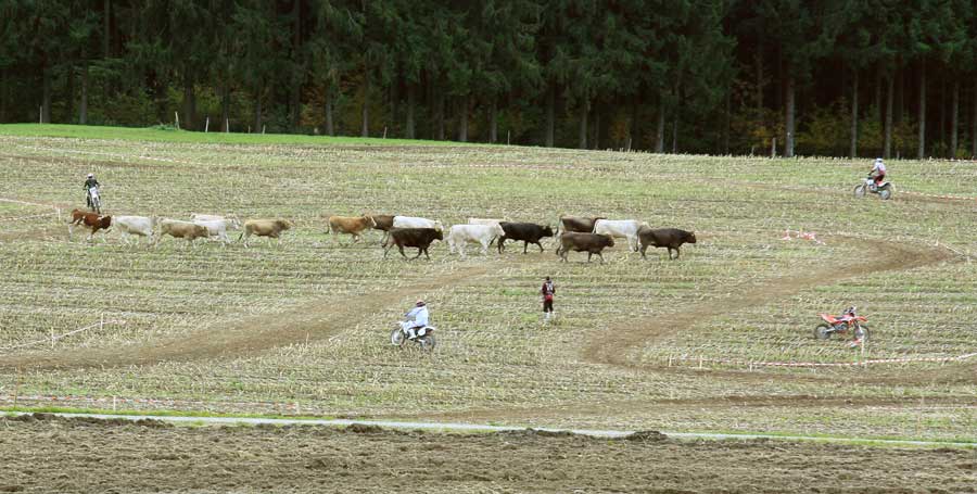 Cowboys im Allgäu - Viehtrieb in den Stall