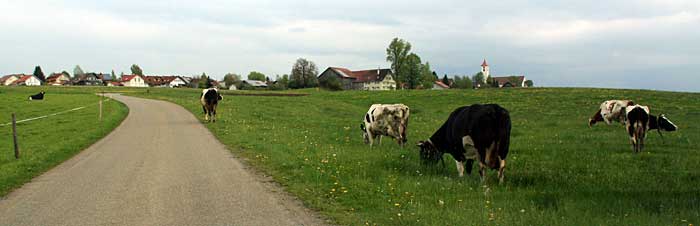 der Bauer hat es nicht bemerkt, dass seine Kühe die Wiese des Nachbarn beglücken