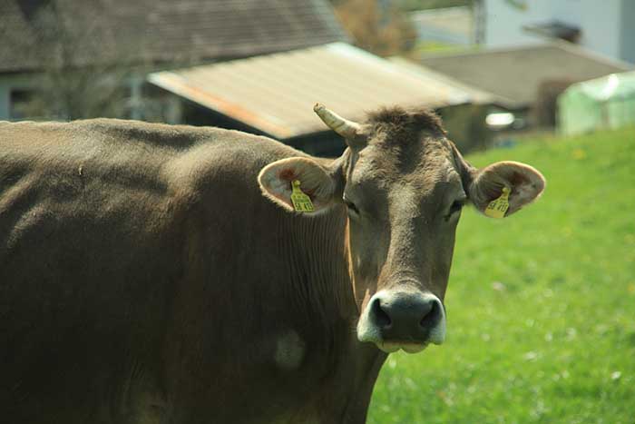 Ein Einhorn im Allgäu, sie heisst wirklich Alpha