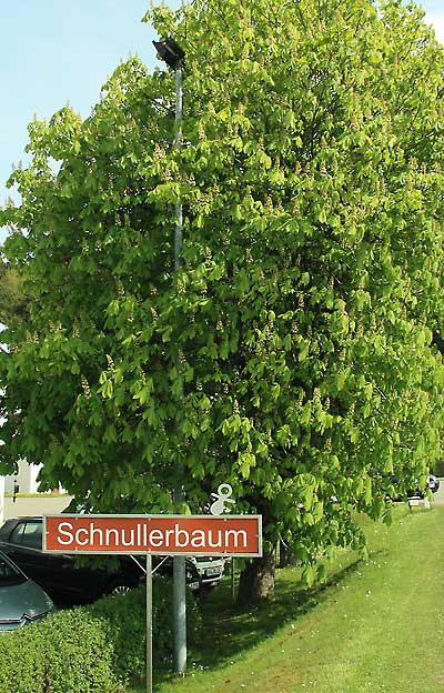 Schnullerbaum in Wangen im Allgäu - auch hier muss abgeschnullert werden. Steht direkt vor dem Baby Fachgeschäft Urbanski in Wangen.