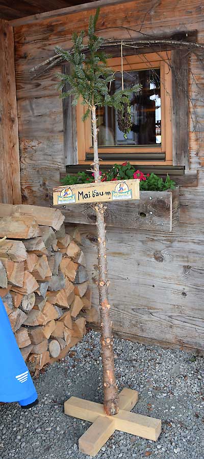 Wie wird ein Weihnachtsbaum zu einem Maibaum?