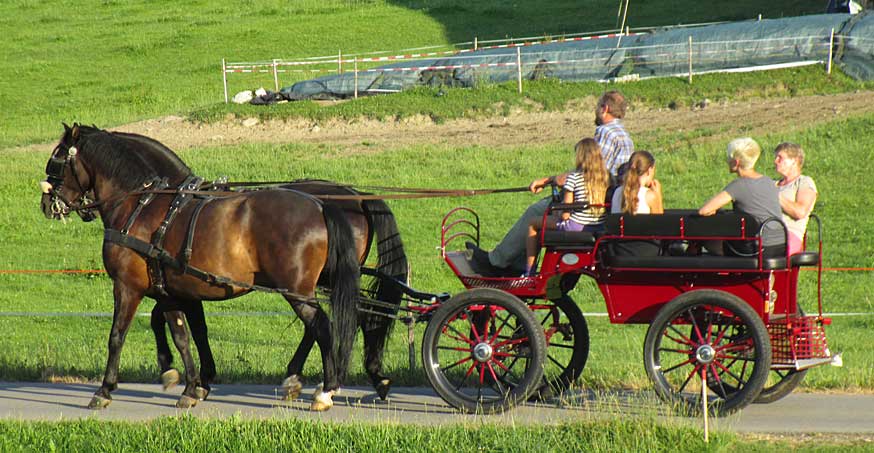 Fahrschule für Kutschen und Pferdefuhrwerke im Allgäu