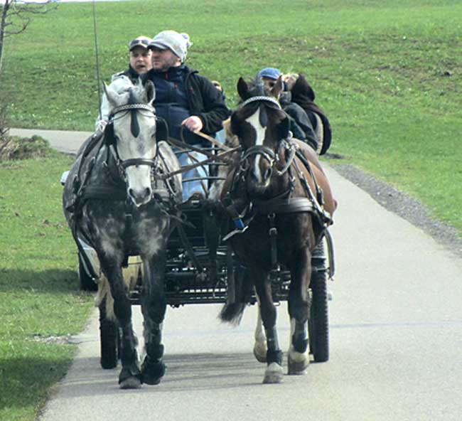 Fahrschule für Kutschen und Pferdefuhrwerke im Allgäu