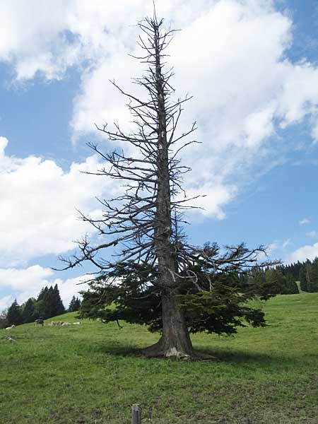 Trabers 2016, auf dem Weg zur Königsalpe - der Baum hat nun schon 14 Jahre den Blitzschlag überlebt