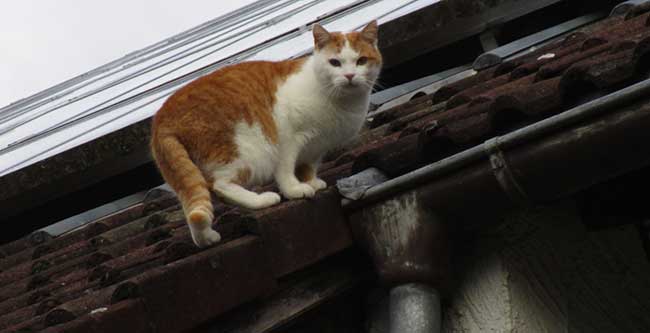 Da eine ausgeweidete Katze ohne Kopf und Fell durchaus Ähnlichkeiten mit einem Hasen, Haus- oder Wildkaninchen hat, und Katzen im Gegensatz zu Hasen und Kaninchen gerne Dächer besteigen, wurden sie entsprechend als Dachhasen bezeichnet. 