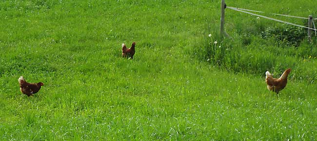 Hühnerparadies Röthenbach - riesige Wiese nur für sie alleinen