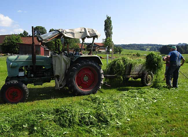 Heimenkirch 2016 - Handarbeit - Mähen. Aufladen, Transport, Füttern und dass mit 80 Jahren