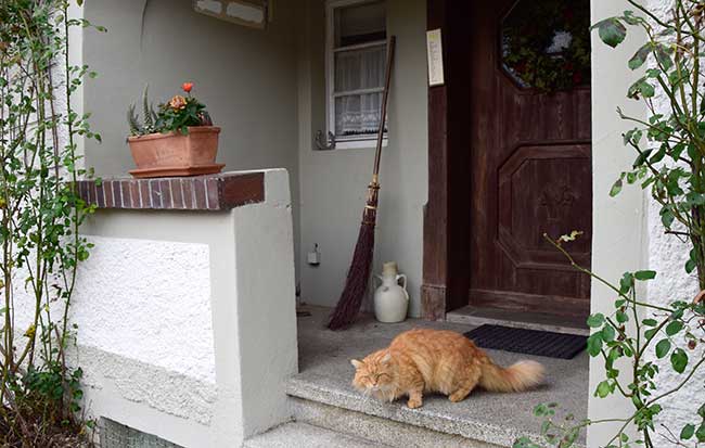 Pickel auf der Nase, Besen zwischen denn Beinen und ein Katze - Grundausstattung einer Hexe