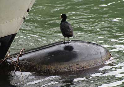 Trampen im Wasser ist möglich - Lindau 2016