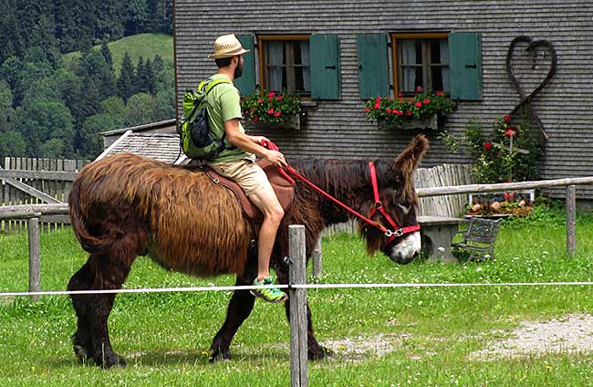 Maultier Reiten im Allgäu