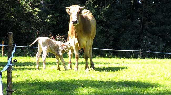 nicht selten - Mutterkuh mit säugendem Kälbchen