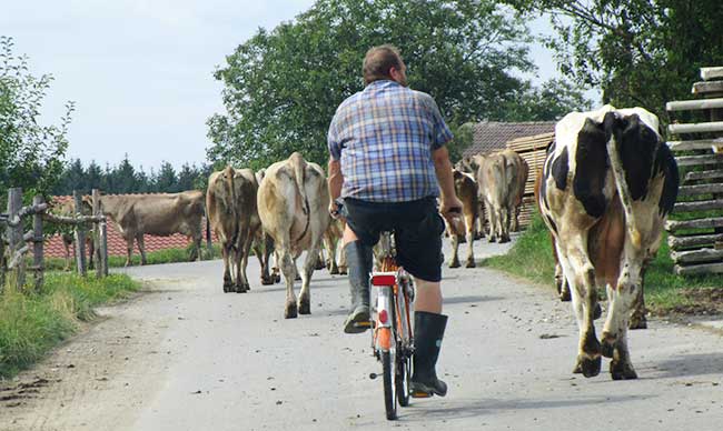 Moderner Cowboy im Allgu auf seinem Ersatzpferd, einem Esel