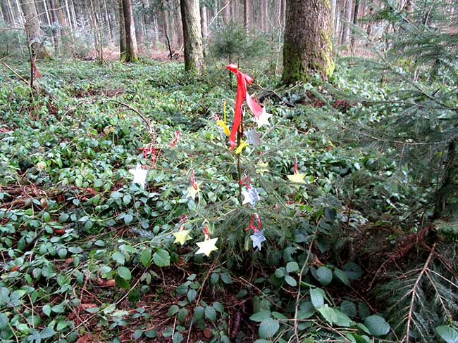 Bonsai Weihnachtsbäume, ohne Rehverbiss gedeihen Fichten recht prächtig