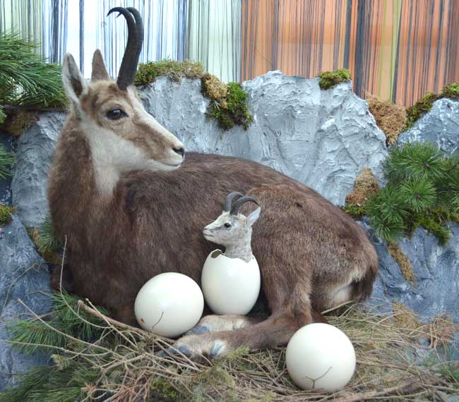 Die eierlegende Allgäuer Hochgebirgsgemse - Pfronten - eine Echte Gams wurde ausgestopf um dem Publikumt dieses Sensation nicht zu verheimlichen