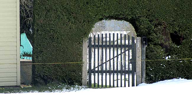 Mächtige Tuja-Hecke mit Gartentor