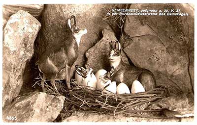 Gemsennest gefunden am 30.5.1937 an der Nordostsüdwand vom Gamskogel