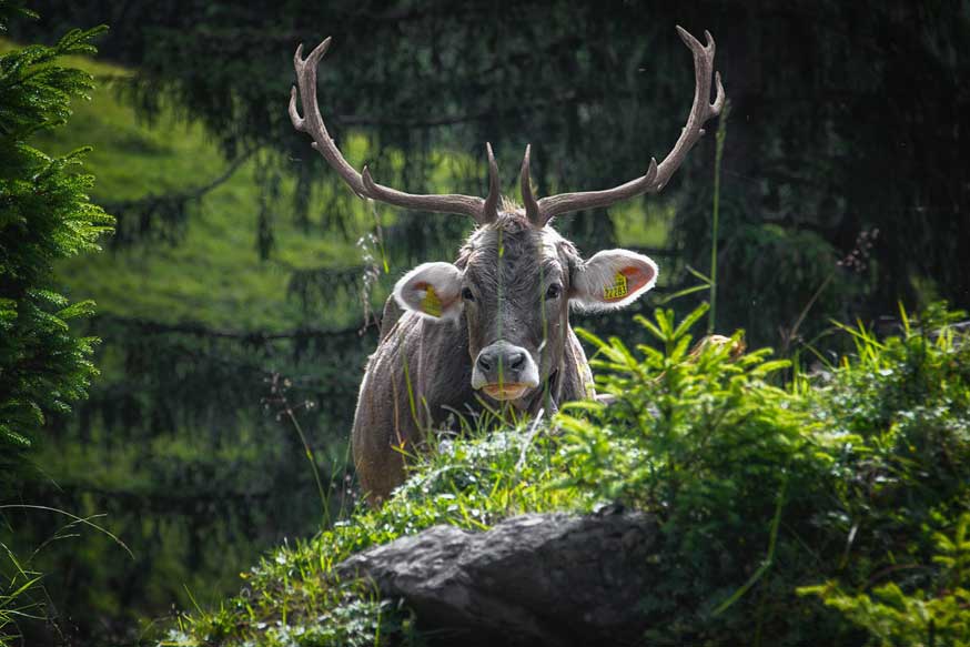 eine echte Hirschkuh auf einer Allgäuer Wiese mit Photoshop fotografiert