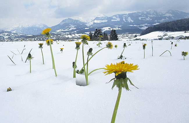 Löwenzahnblüte im Schnee - Obermaiselstein Ende April im Allgäu