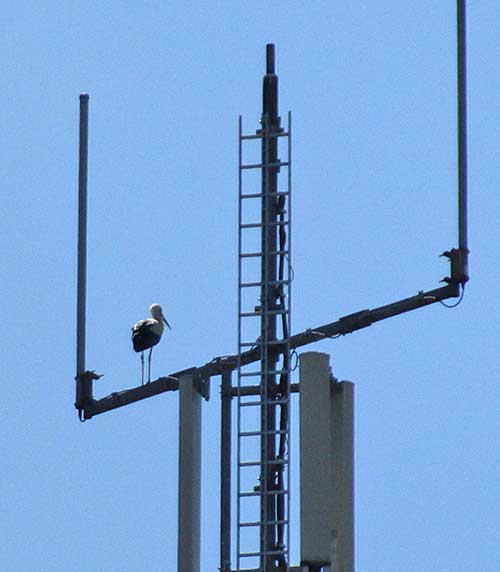 Der Storch im Allgäu hat keine Berührungsängste mit dem Mobilfunk