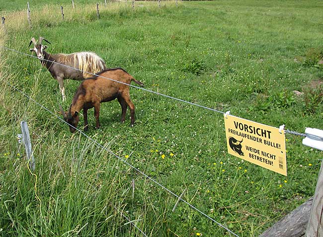 Vorsicht - frei laufender Bulle - Weide nicht betreten!