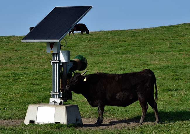 Wagyu Rinder mit Hörnern und Kuhkomfort - Lindenberg Allgäu Bio Hofgut Ratzenberg