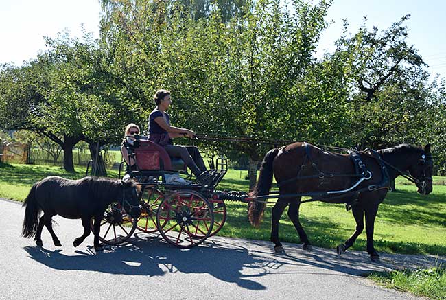 Pferdekutsche mit Pony als Handpferd bei Wangen 2018