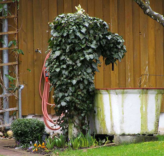 Mit Efeu eingewachsener Brunnen, zu Ostern geschmückt