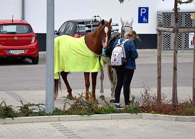 Die beiden Pferde stehen vorbildlich auf einem Auto Stellplatz. Nur eine Anbindemöglichkeit fehlt noch am EDEKA Heimenkirch