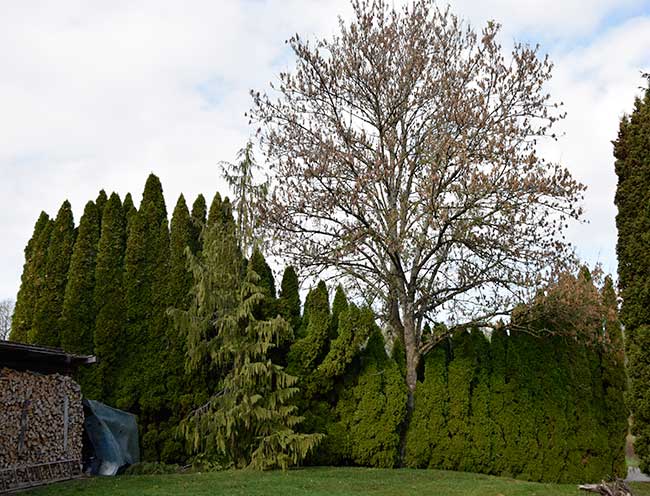 So wie der Baum es zulässt wird die Thuja Hecke nur halb so groß wie am Rand