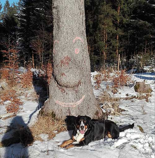 Ein Baum mit Nase und Gesicht bei Roßhaupten mit Hund