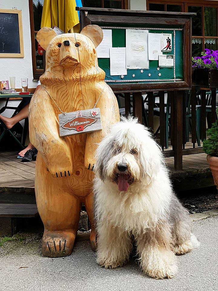 Bär und Hund sind am Forggensee einkehren mit Ingrid Honef